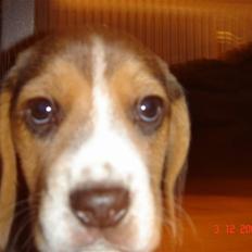 Beagle Bubbles (Død 19/12 - 07)