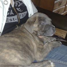 Blanding af racer Dolce