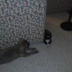 Blanding af racer Dolce