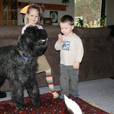 Bouvier des flandres Amadeus