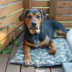 Blanding af racer Max