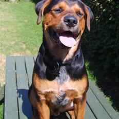 Blanding af racer Max