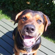 Blanding af racer Max