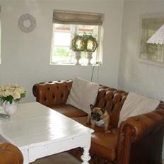 Fransk bulldog Anny Imperial Carlsbad