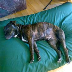 Blanding af racer Nynne R.I.P.