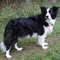 Border collie Tequila (1996-2009)