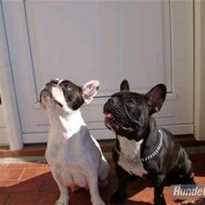 Fransk bulldog GISMO