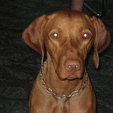 Vizsla Balou