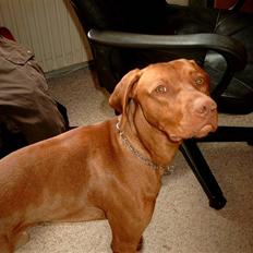 Vizsla Balou