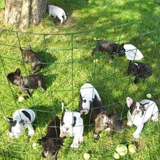 Fransk bulldog GISMO