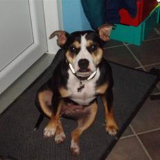 Amerikansk staffordshire terrier Lulu