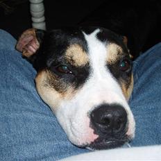 Amerikansk staffordshire terrier Lulu