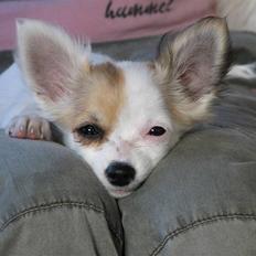 Chihuahua Store Møf