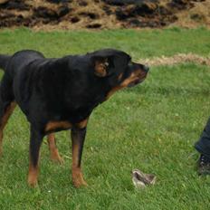 Rottweiler Den gamle Chili 