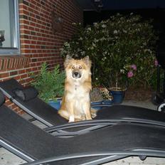 Islandsk fårehund Kato