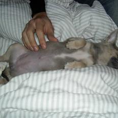 Chihuahua Lille Møf