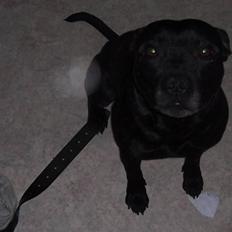 Staffordshire bull terrier Tico