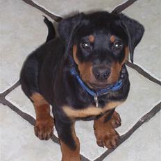 Rottweiler Elmedige´s Manny