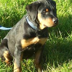 Rottweiler Elmedige´s Manny