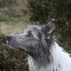Border collie Zacho