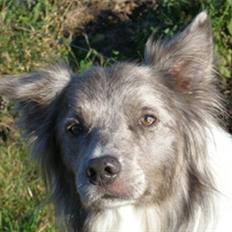 Border collie Zacho