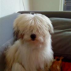 Coton de tulear Bella