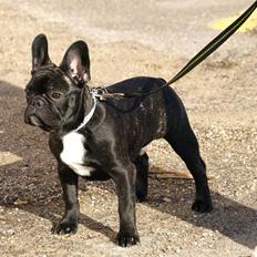 Fransk bulldog Jokerface Boss Hoss 