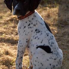 Pointer *Hesselhøj Henna (Jace)* 