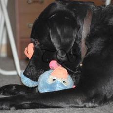 Labrador retriever Keiko