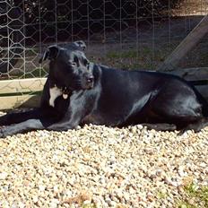 Blanding af racer Kiki