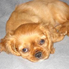 Cavalier king charles spaniel Alberte