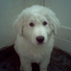 Kuvasz Laika "SOLGT"