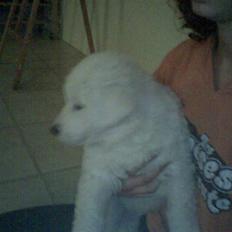 Kuvasz Laika "SOLGT"