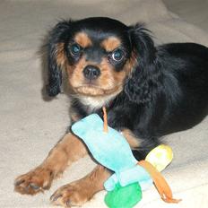 Cavalier king charles spaniel Lundholms Chuck