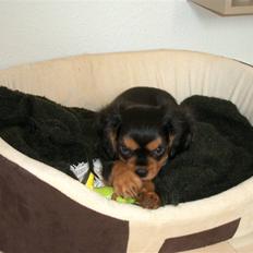 Cavalier king charles spaniel Lundholms Chuck