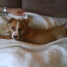 Amerikansk staffordshire terrier Tiesto