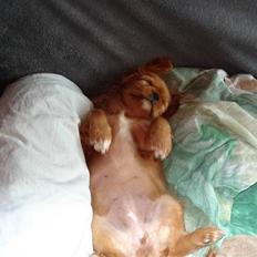 Cavalier king charles spaniel Alberte