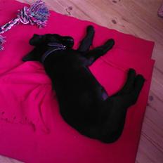 Labrador retriever Bella R.I.P :(