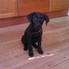 Labrador retriever Bella R.I.P :(