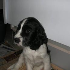 Cocker spaniel Fie