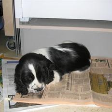 Cocker spaniel Fie