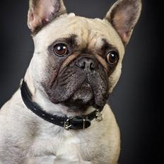 Fransk bulldog Pina