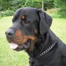 Rottweiler Cæsar