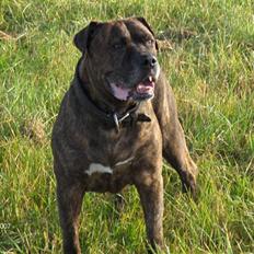 Amerikansk bulldog andrea