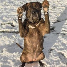 Amerikansk bulldog andrea