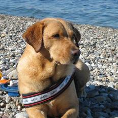 Labrador retriever Glerup´s Zheila