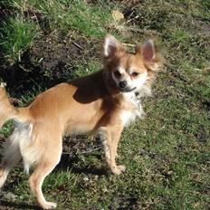 Chihuahua rocky