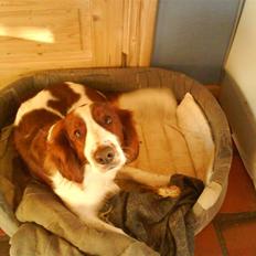 Welsh springer spaniel nardo