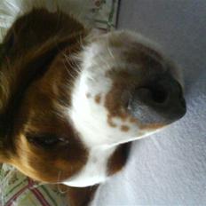 Welsh springer spaniel nardo