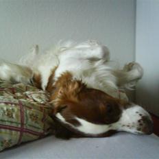 Welsh springer spaniel nardo